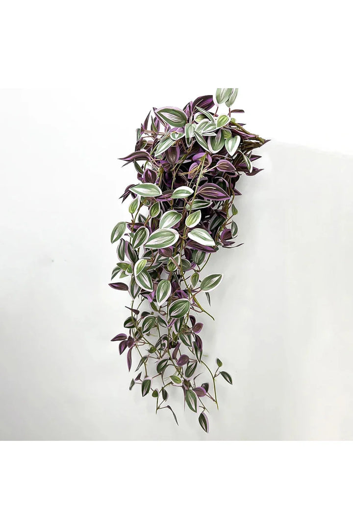 Lisslune | Vine Plants