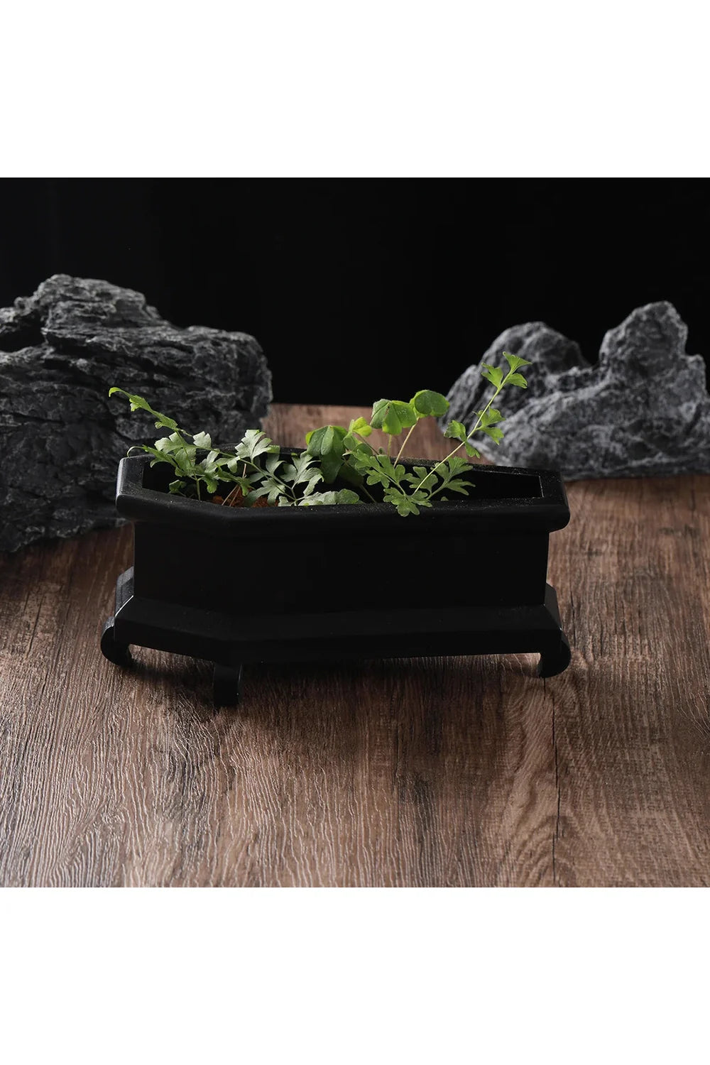 Lisslune | Coffin Plant Pot