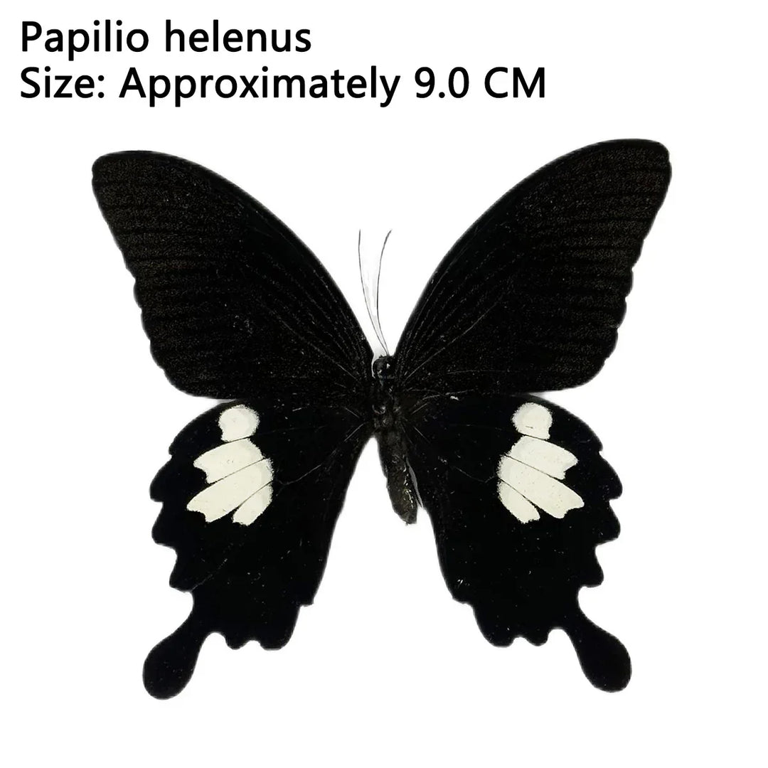 Rynx | 12 pieces of natural unassembled butterfly specimens art material decor science popularization