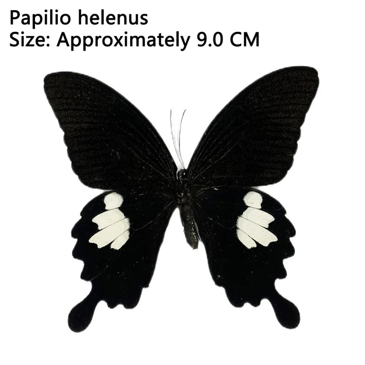 Rynx | 12 pieces of natural unassembled butterfly specimens art material decor science popularization