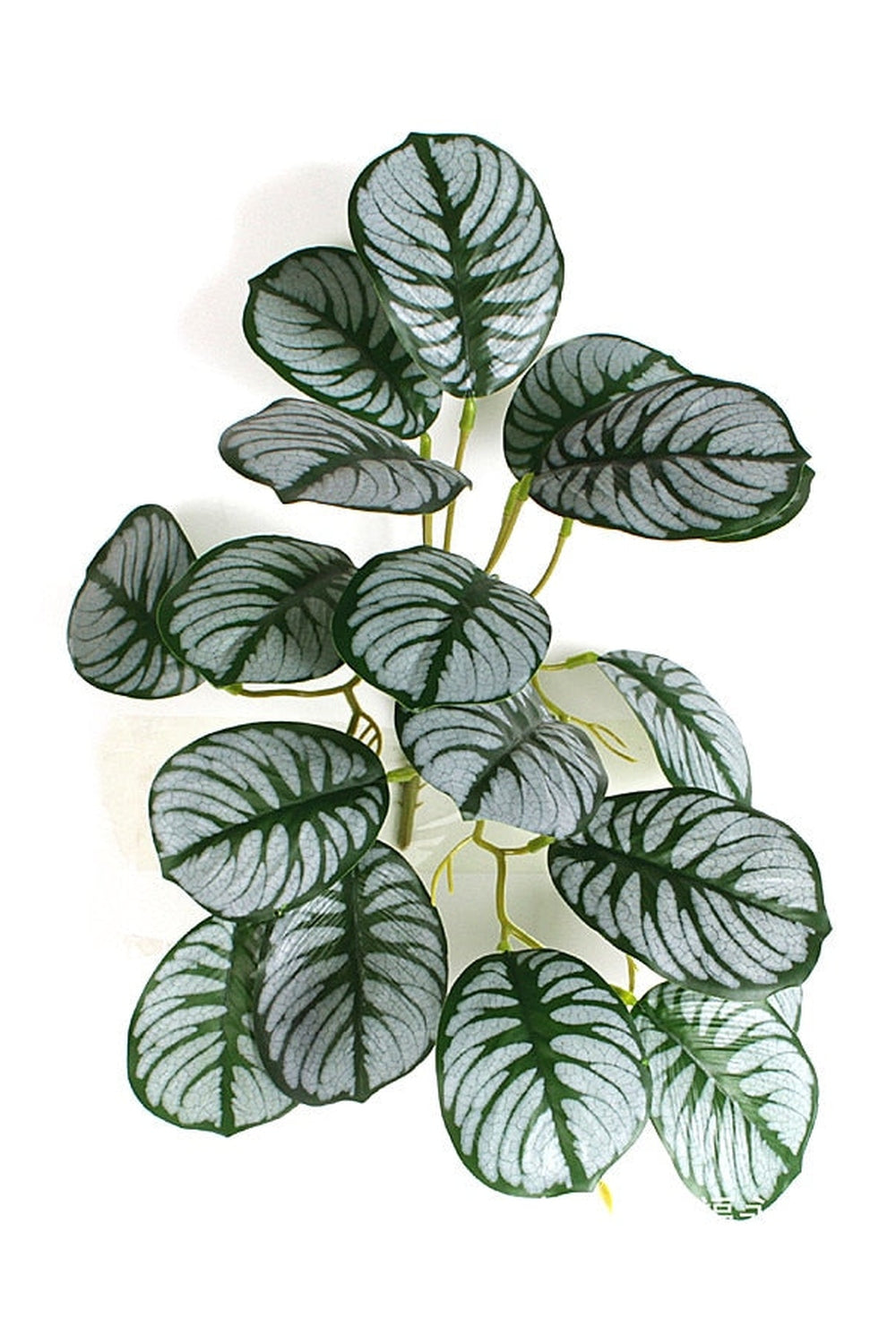 Lisslune | green grapevine wall decoration