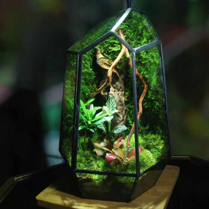 Lisslune | Modern Geometric Nature-Inspired Botanical Terrarium