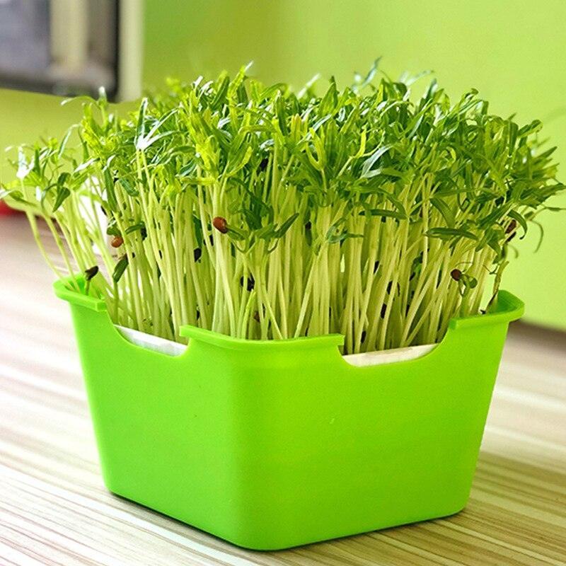 Lisslune | HomeSprout Deluxe Seed Sprouting System: Grow Your Own Fresh Superfoods with Ease