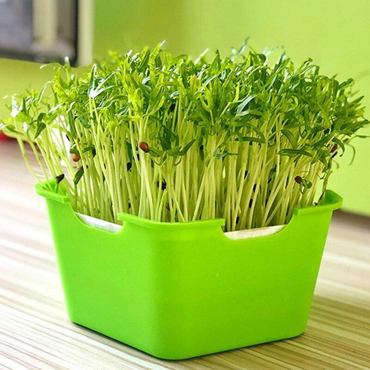 Lisslune | HomeSprout Deluxe Seed Sprouting System: Grow Your Own Fresh Superfoods with Ease