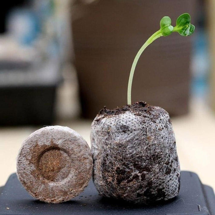 Lisslune | Sustainable Seedling Starter Kit with Biodegradable Peat Blocks for Flowering Gardens
