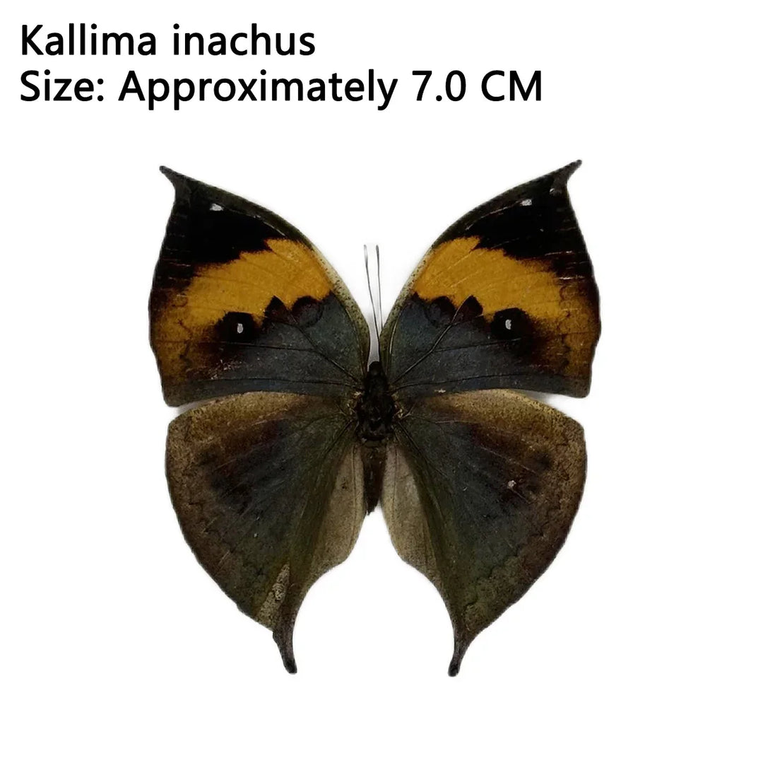 Rynx | 12 pieces of natural unassembled butterfly specimens art material decor science popularization
