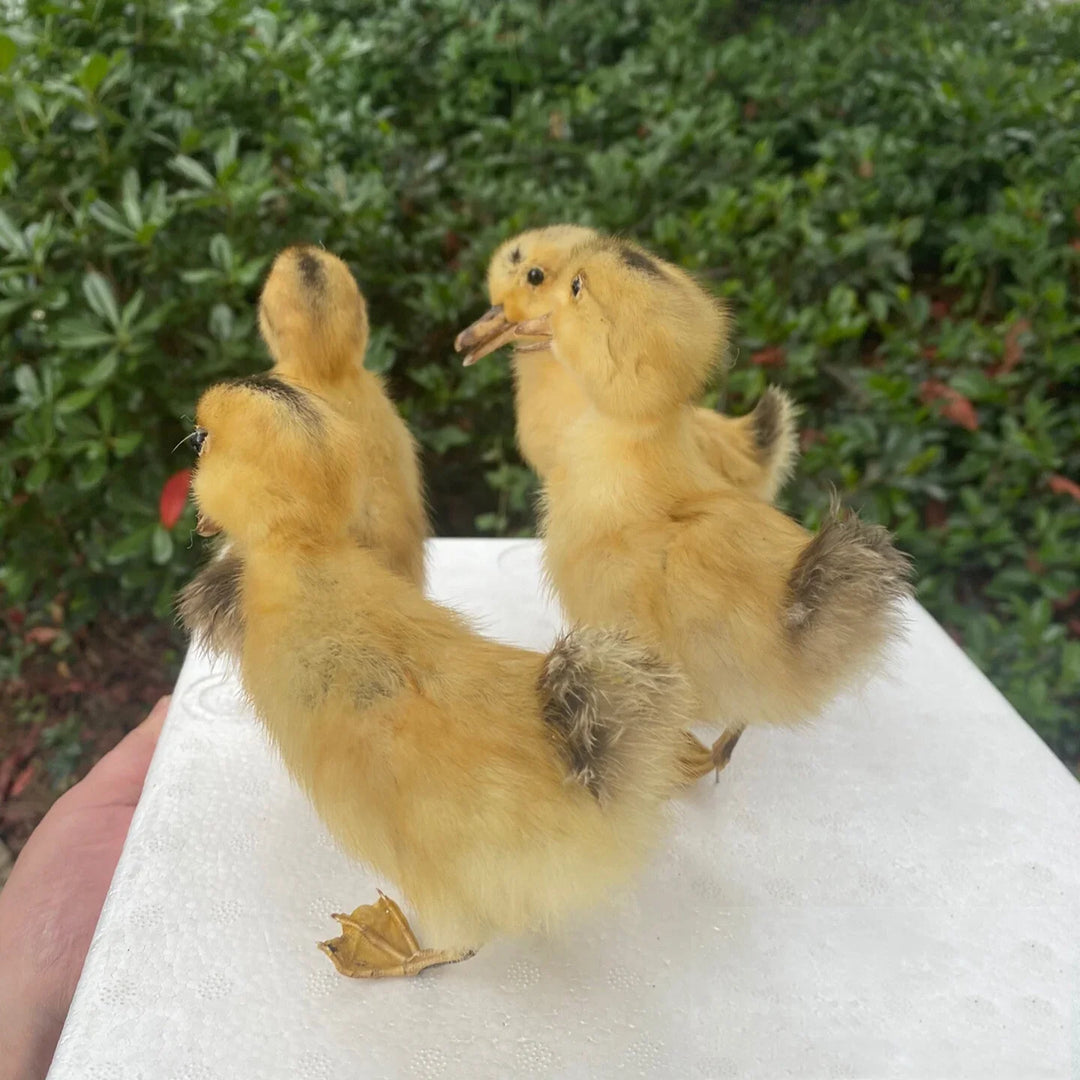 Rynx | 1 piece Taxidermy filling Eurasian duckling teaching / decoration
