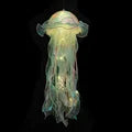 Lisslune | Jellyfish LED Night Light