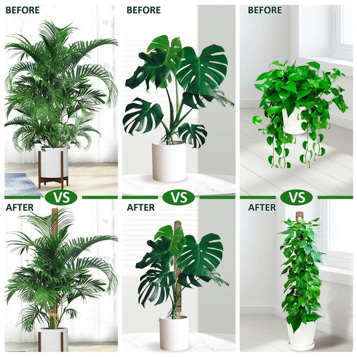Lisslune | Vertical Garden Climbing Support Kit - Eco-Friendly Growth Solution for Indoor Plants