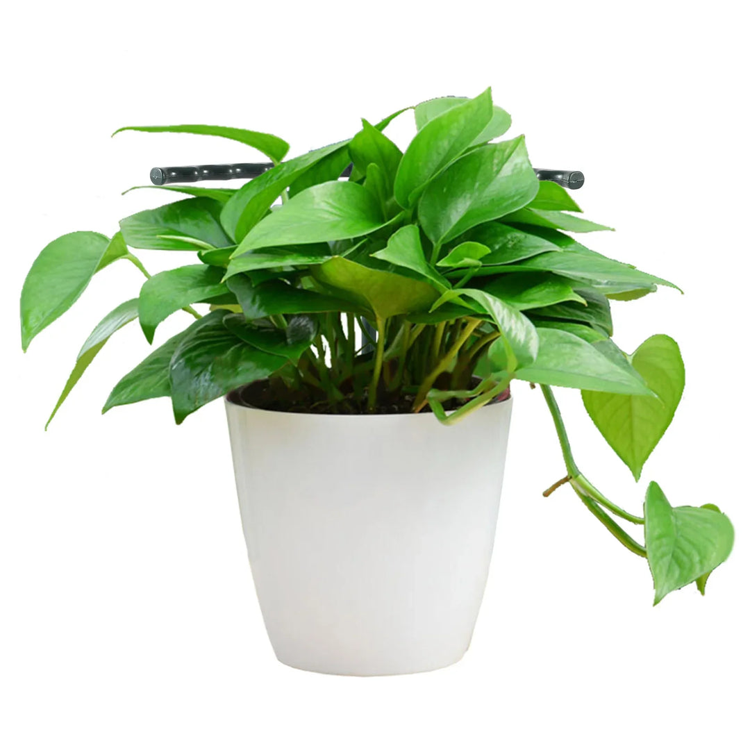 Lisslune | Climbing support for plants – Robust holder with cage design for growth and stability