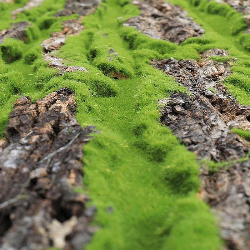 Lisslune | DIY Wall Decoration Green Plant Bark
