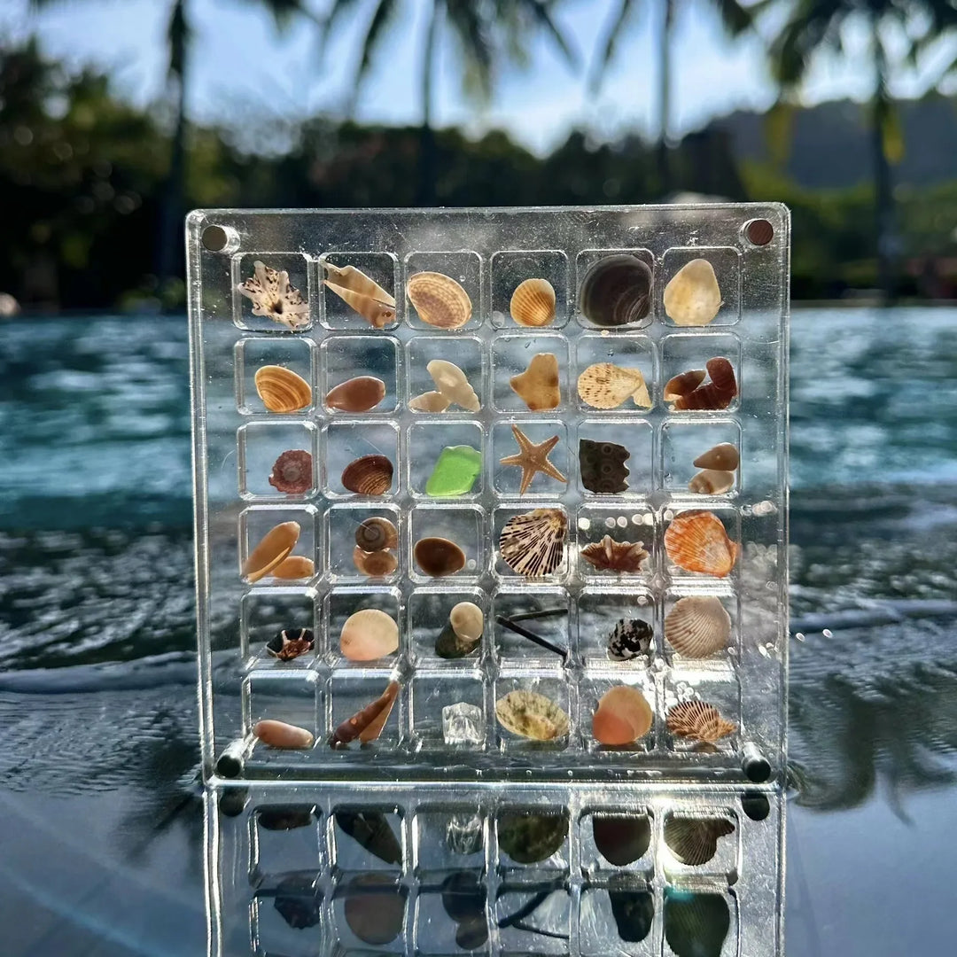 Lisslune | Acrylmuschel Display-Box mit Magneten Langlebige Seestern Schmuckaufbewahrungsbox für Perlen-Nagelschmuck