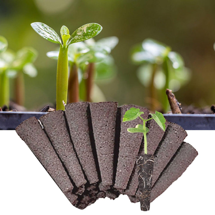 Lisslune | Carrot-Boosting Hydroponic Seedling Pods for Easy Gardening