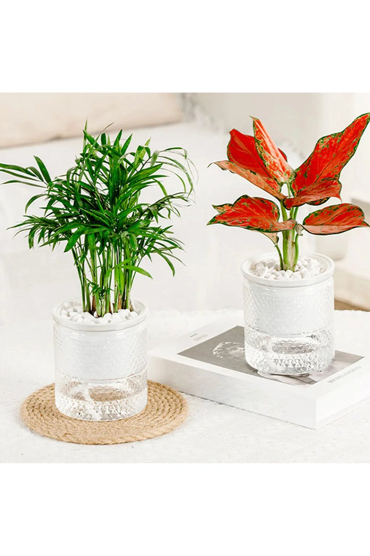Lisslune | Self-watering flower pot