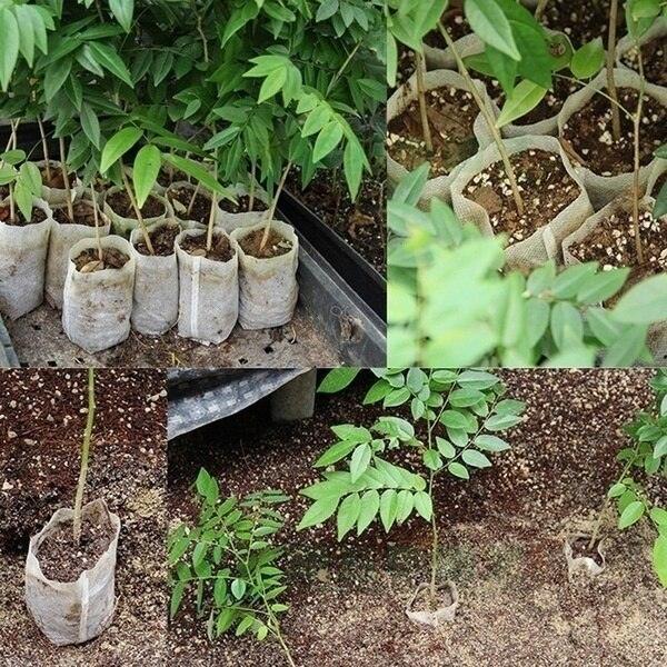 Lisslune | Eco-friendly 100-pack non-woven seed bags for improved plant growth