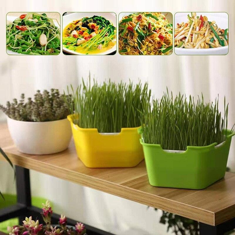 Lisslune | HomeSprout Deluxe Seed Sprouting System: Grow Your Own Fresh Superfoods with Ease