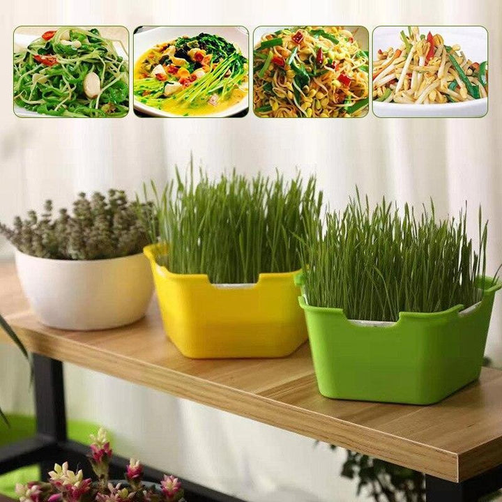 Lisslune | HomeSprout Deluxe Seed Sprouting System: Grow Your Own Fresh Superfoods with Ease