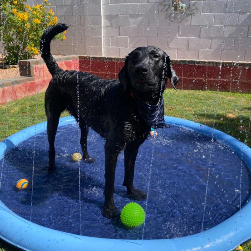 Lisslune | Paws and Play Splash Pad