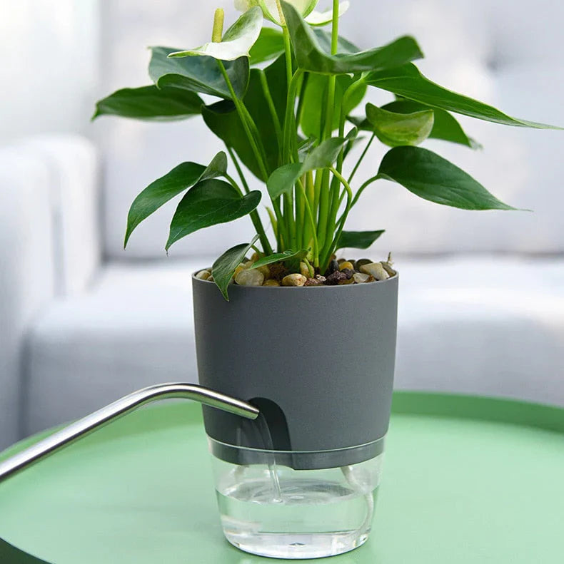 Lisslune | Automatic watering pot