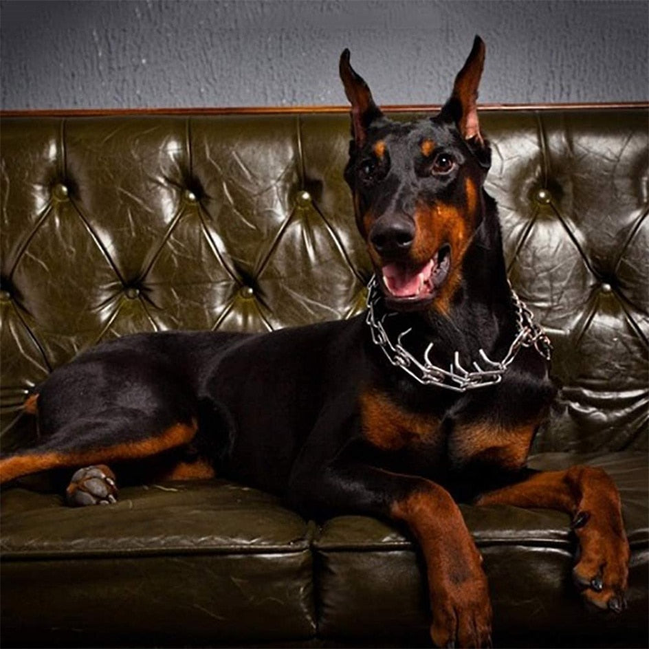Lisslune | Dog Pincher Collar - Stylish B
