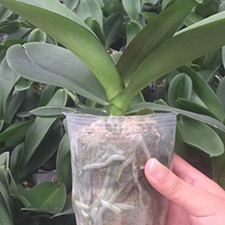 Lisslune | 100-piece clear plant growth cups: Successfully boost your garden
