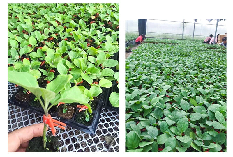 Lisslune | Plastic Refinement Clips for Garden Plants – Ideal for Vegetables and Plant Care