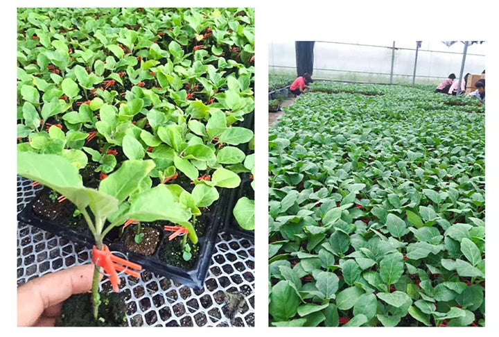 Lisslune | Plastic Refinement Clips for Garden Plants – Ideal for Vegetables and Plant Care