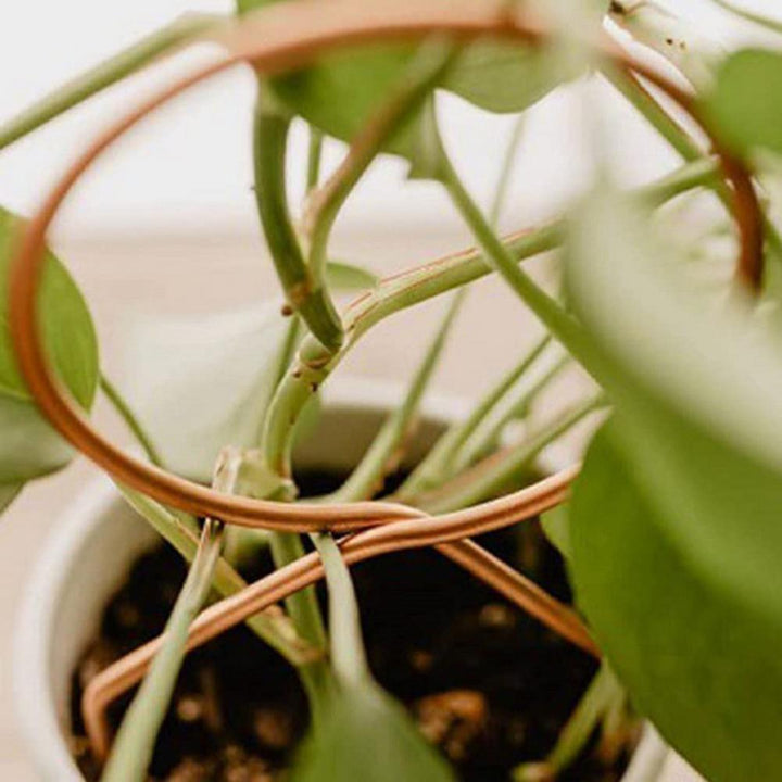 Lisslune | Nordic Plant Climbing Rack