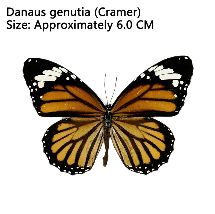 Rynx | 12 pieces of natural unassembled butterfly specimens art material decor science popularization