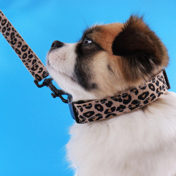 Lisslune | Style Pet-Collar-Set