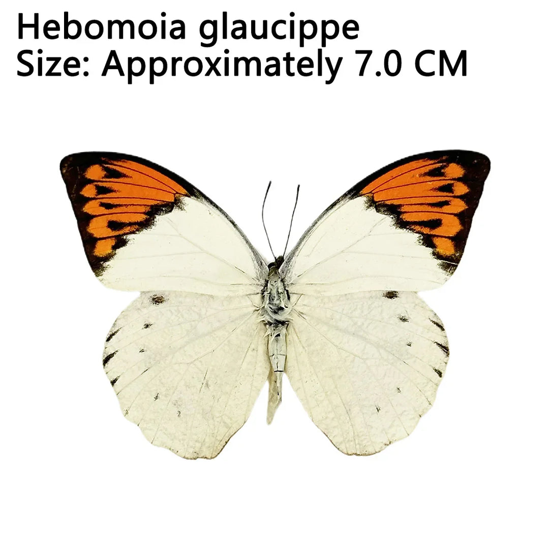 Rynx | 12 pieces of natural unassembled butterfly specimens art material decor science popularization