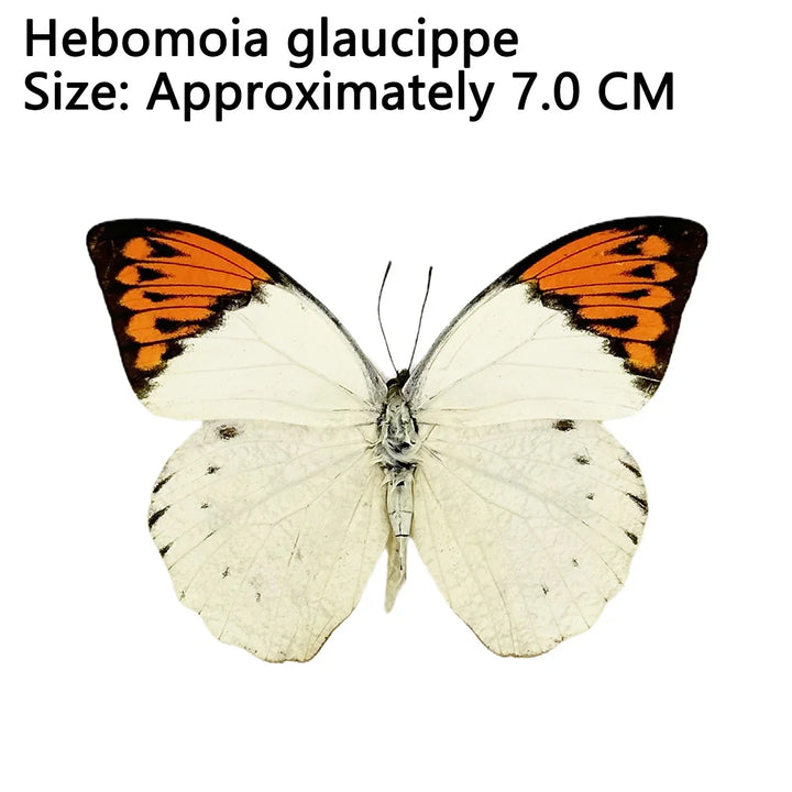 Rynx | 12 pieces of natural unassembled butterfly specimens art material decor science popularization