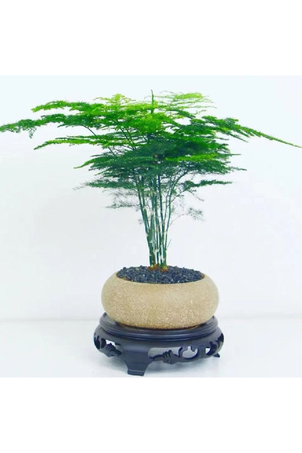 Lisslune | Frosted Stone Flower Pot