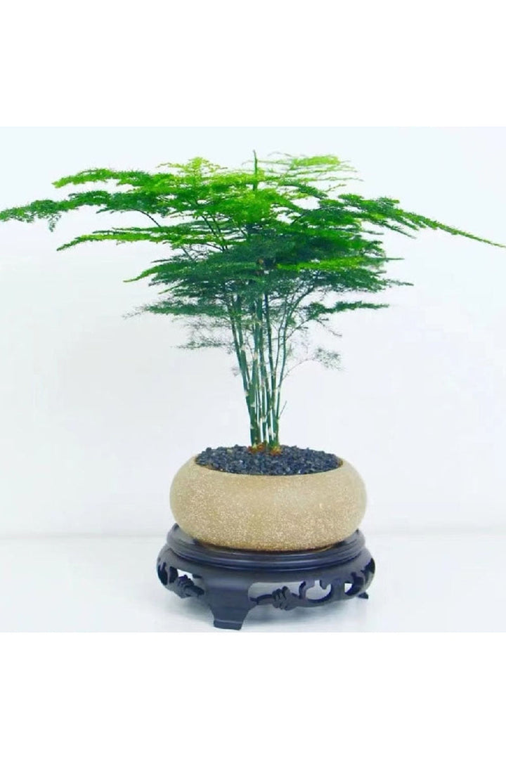 Lisslune | Frosted Stone Flower Pot