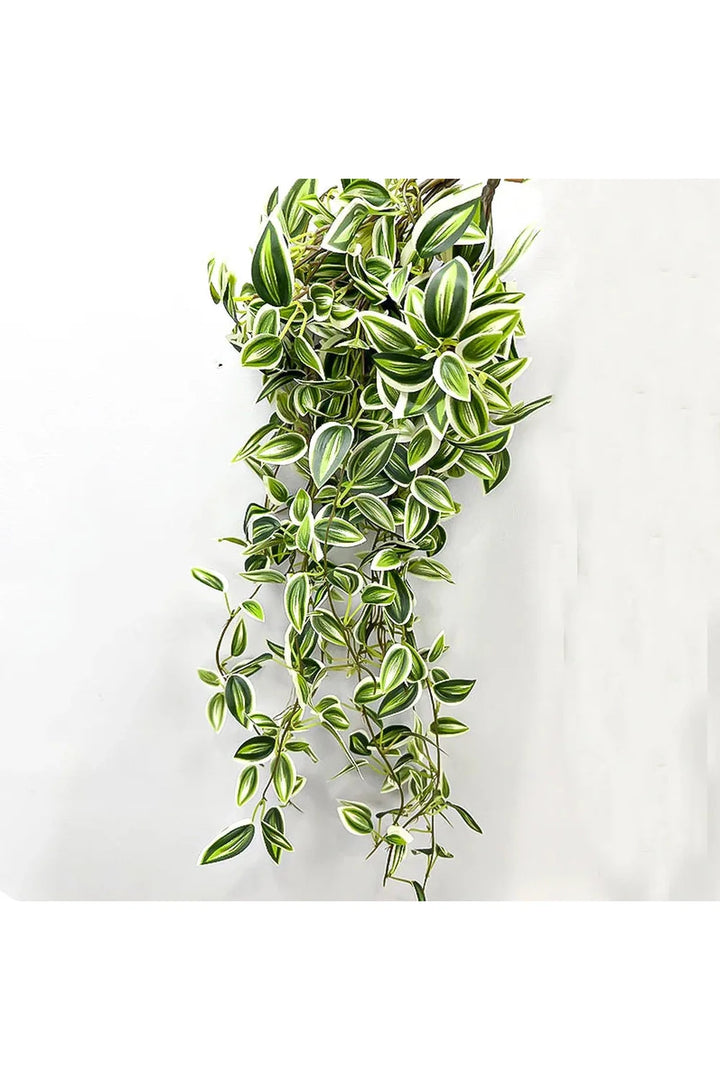 Lisslune | Vine Plants