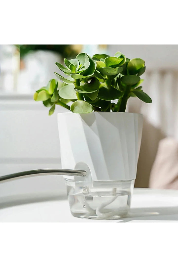 Lisslune | Transparent office plant pot