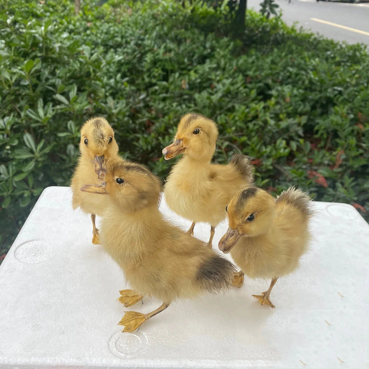 Rynx | 1 piece Taxidermy filling Eurasian duckling teaching / decoration