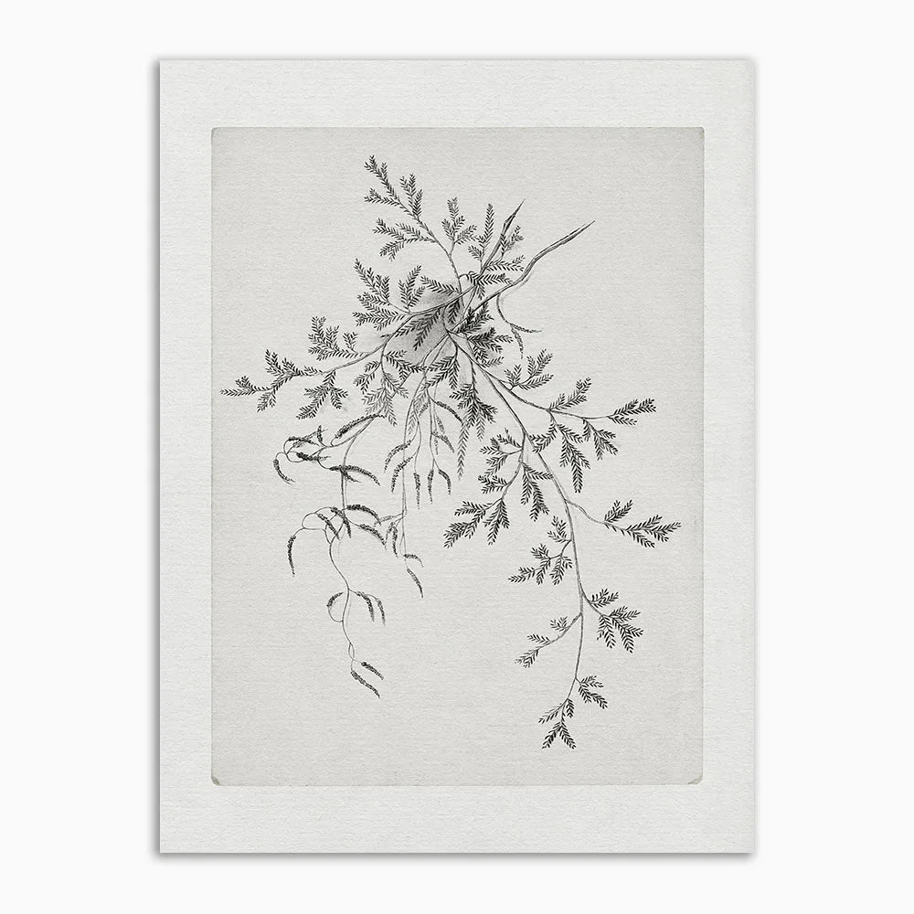 Lisslune | & Antique Canvas Poster