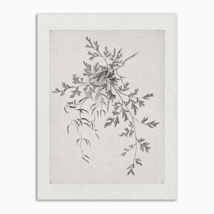 Lisslune | & Antique Canvas Poster