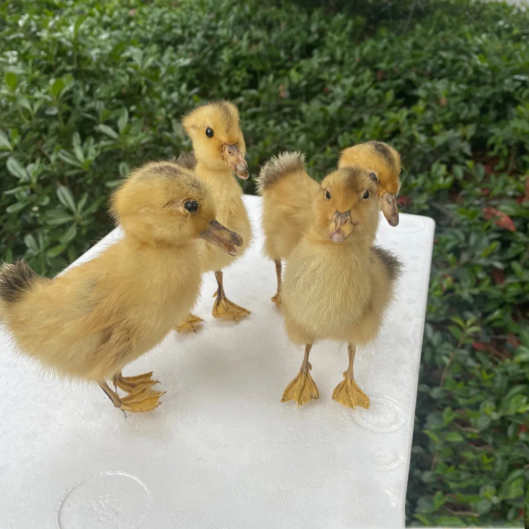 Rynx | 1 piece Taxidermy filling Eurasian duckling teaching / decoration