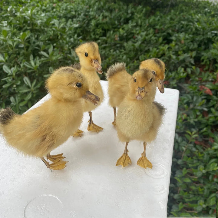 Rynx | 1 piece Taxidermy filling Eurasian duckling teaching / decoration