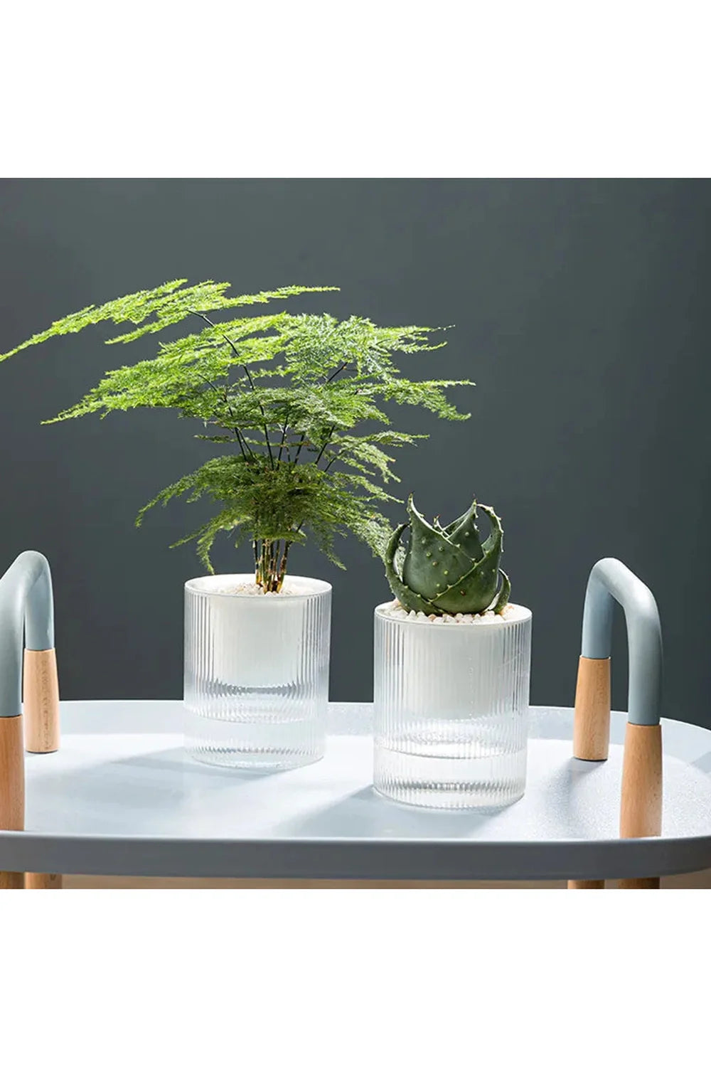 Lisslune | Fish tank plants pot