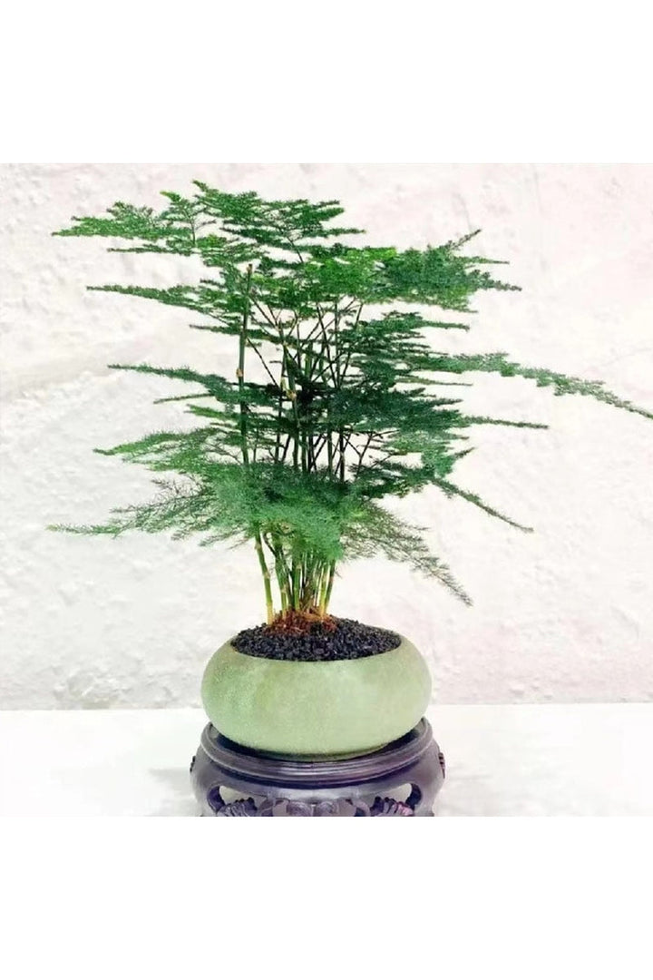 Lisslune | Frosted Stone Flower Pot