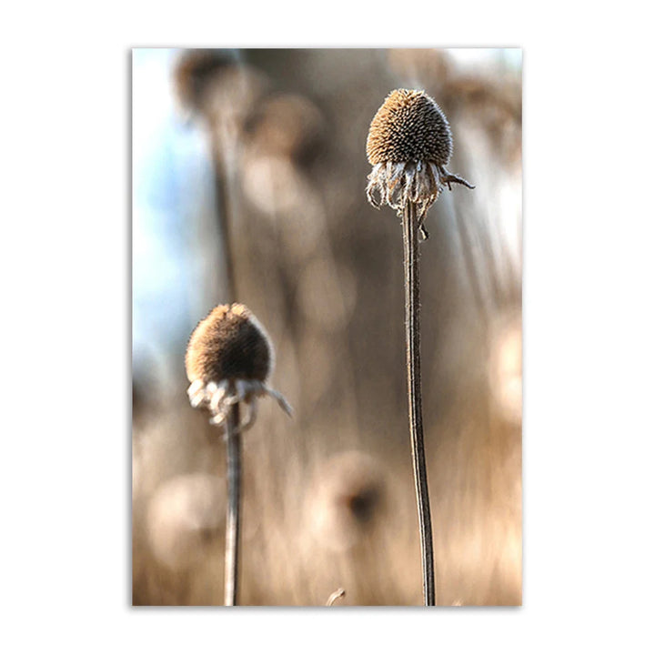 Lisslune | Academia Reed Canvas Poster