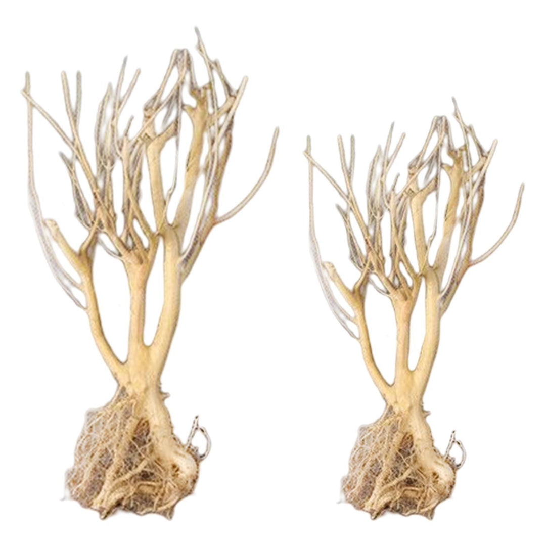 Lisslune | Natural Driftwood Decor for Aquariums: Enhance your aquatic environment with rustic charm
