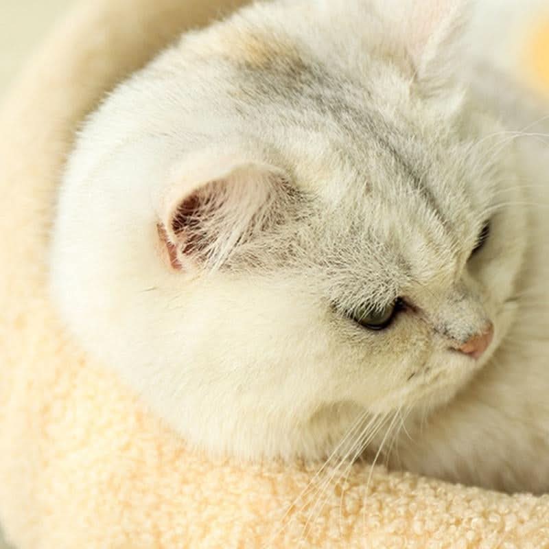 Lisslune | Stylish Cat Bed with Scratching Area & Cuddly Pillow