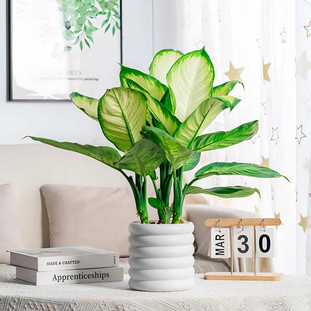 Lisslune | Verdéva - Modern Indoor Pot