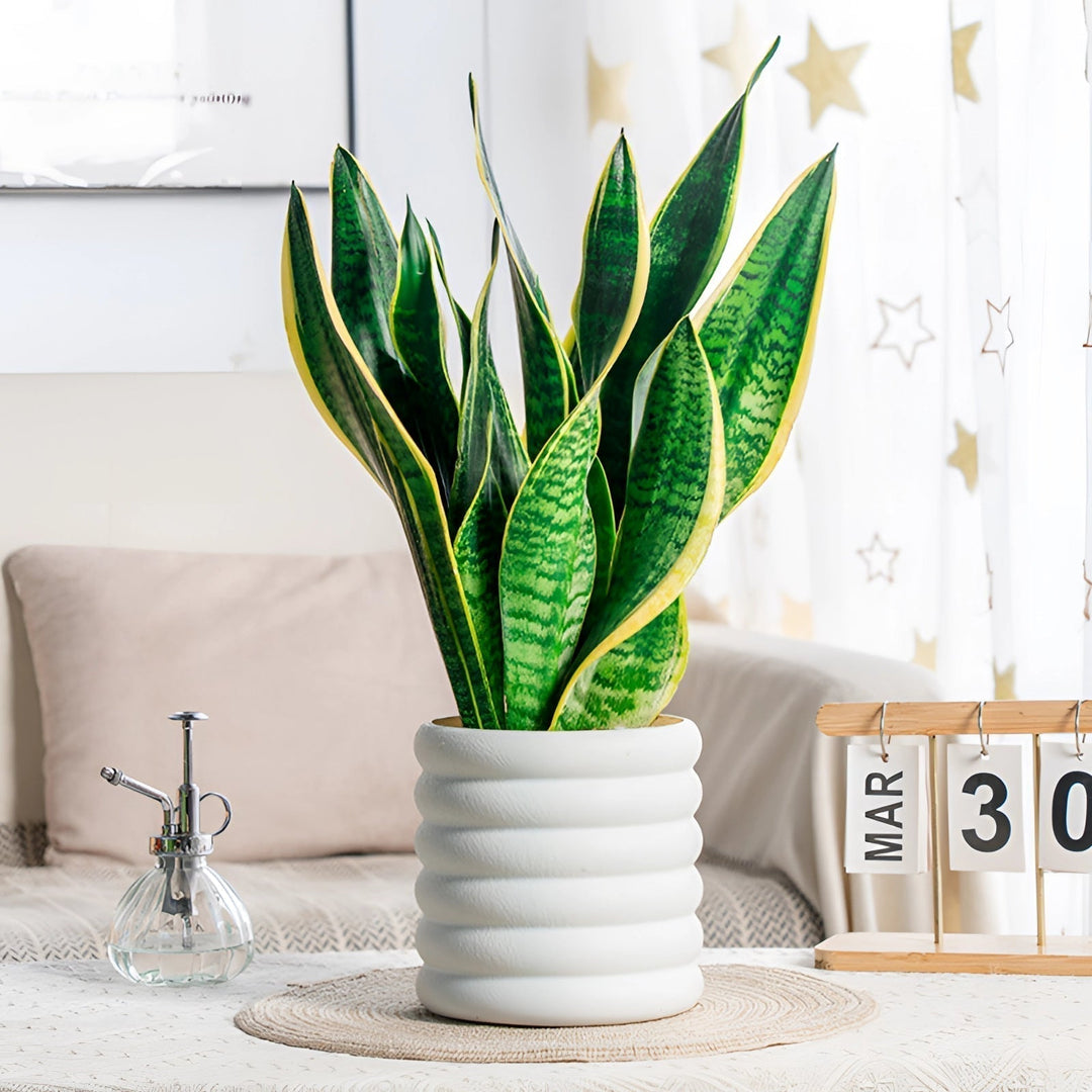 Lisslune | PureLeaf – Stylish air-purifying houseplant for a fresh and elegant atmosphere