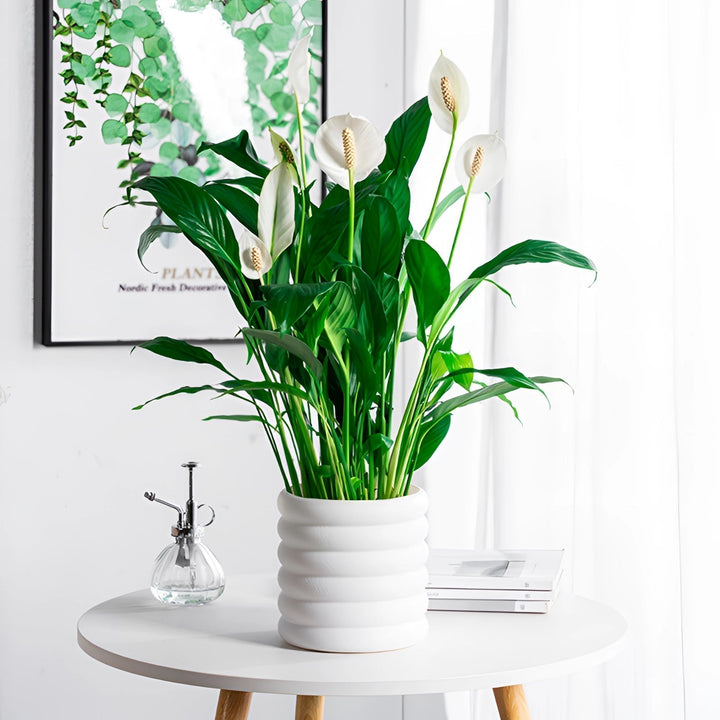 Lisslune | PureLeaf – Stylish air-purifying houseplant for a fresh and elegant atmosphere