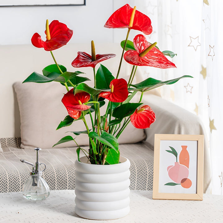 Lisslune | PureLeaf – Stylish air-purifying houseplant for a fresh and elegant atmosphere